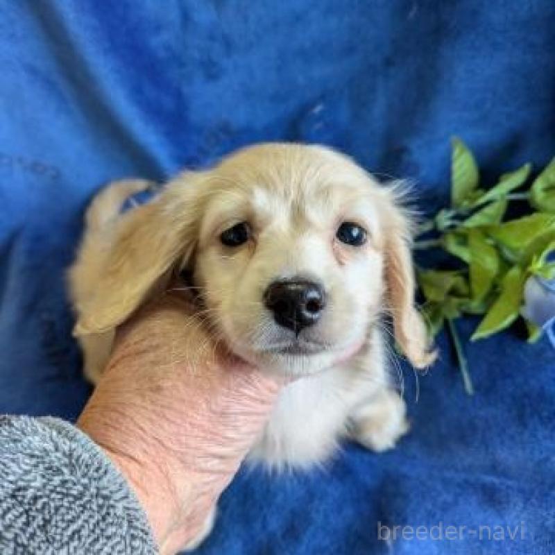 販売中の鹿児島県のカニンヘンダックスフンド(ロングヘアード)-443702