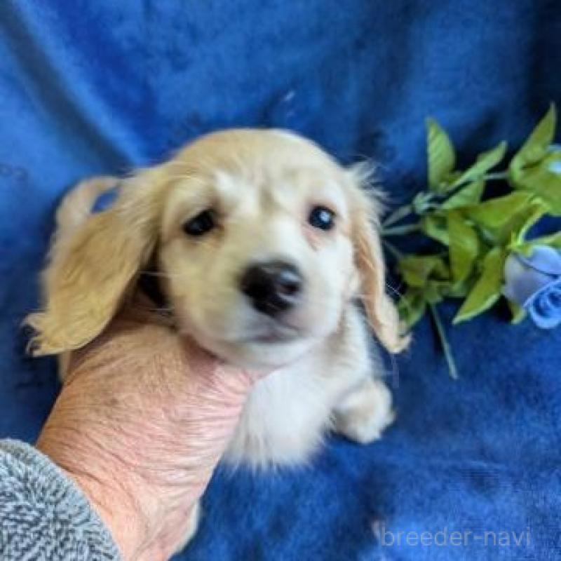 販売中の鹿児島県のカニンヘンダックスフンド(ロングヘアード)-443702の2枚目