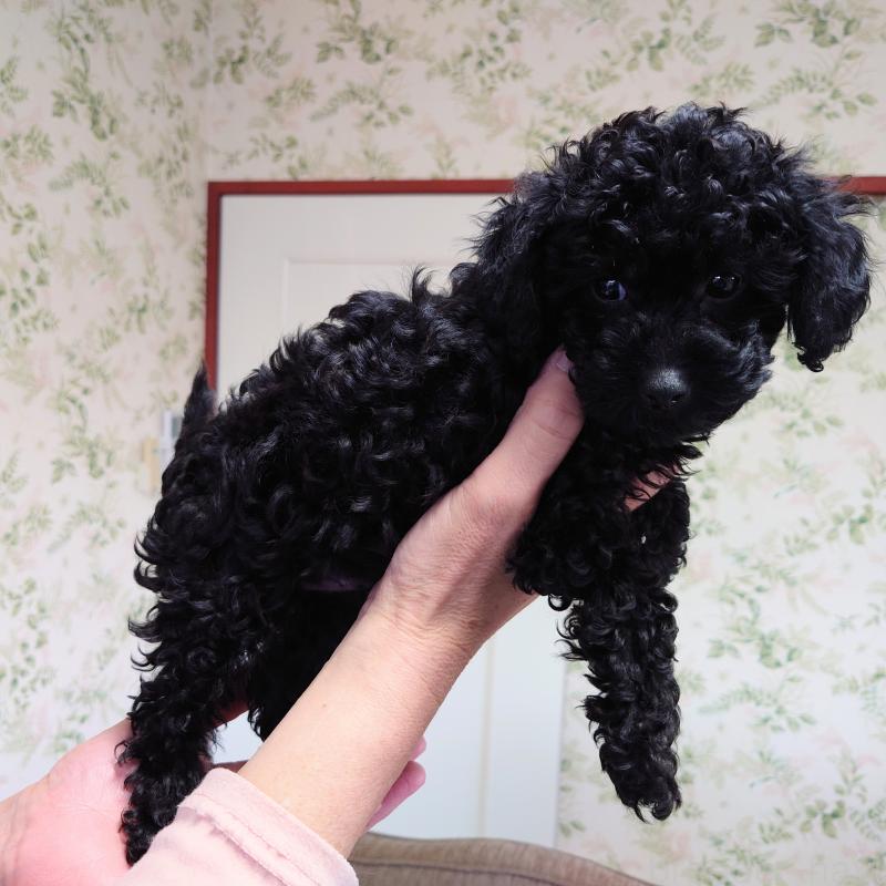 販売中の埼玉県のタイニープードル-437391の8枚目