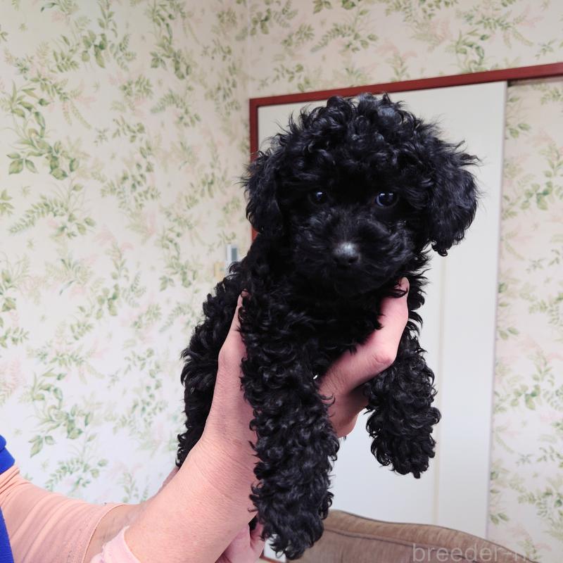 販売中の埼玉県のタイニープードル-437391の7枚目