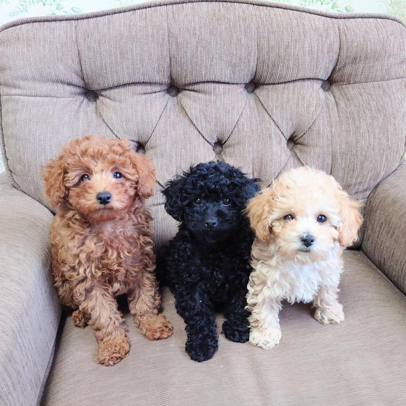 販売中の埼玉県のタイニープードル-437391の6枚目