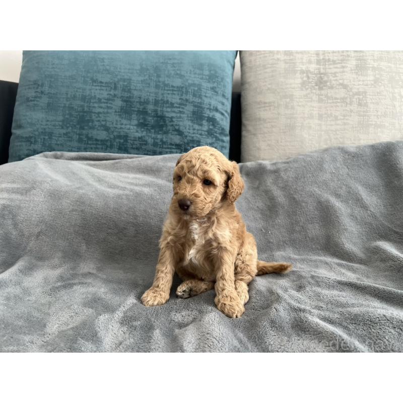 販売中の青森県のミディアムプードル-443703の14枚目