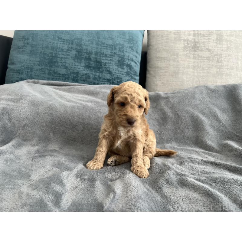 販売中の青森県のミディアムプードル-443703の13枚目