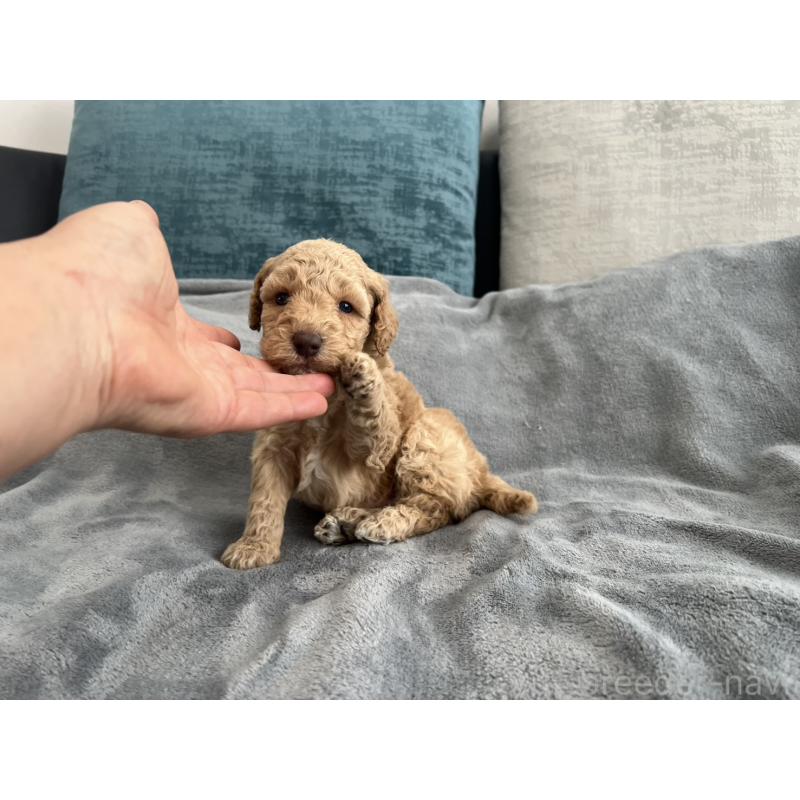 販売中の青森県のミディアムプードル-443703の12枚目