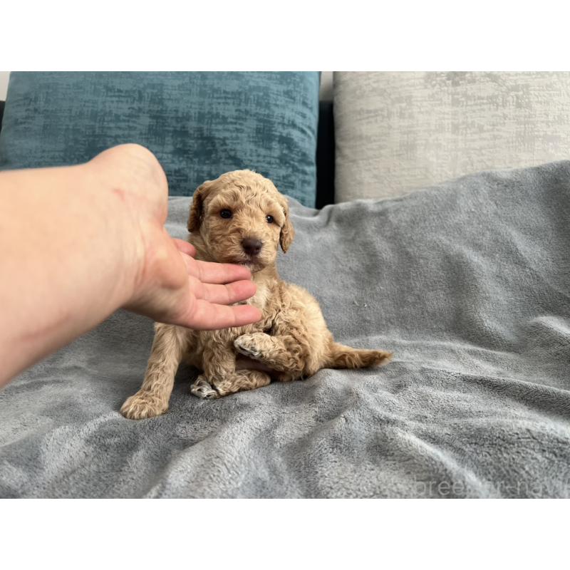 販売中の青森県のミディアムプードル-443703の10枚目