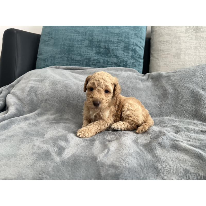 販売中の青森県のミディアムプードル-443703の8枚目