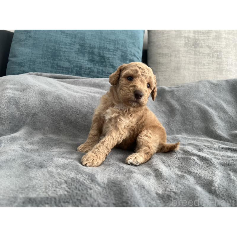 販売中の青森県のミディアムプードル-443703の7枚目