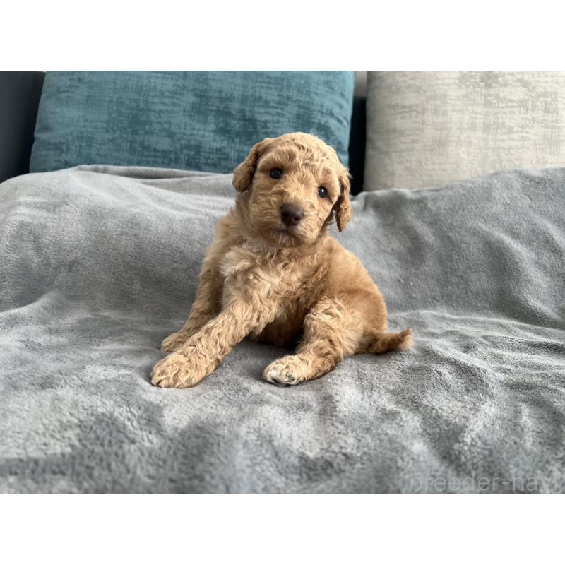 販売中の青森県のミディアムプードル-443703の6枚目