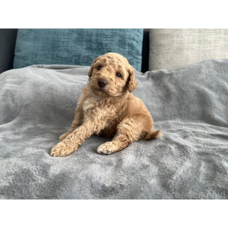 販売中の青森県のミディアムプードル-443703の5枚目