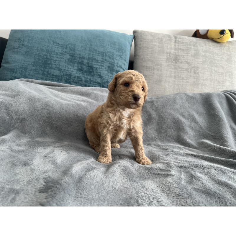 販売中の青森県のミディアムプードル-443703の4枚目