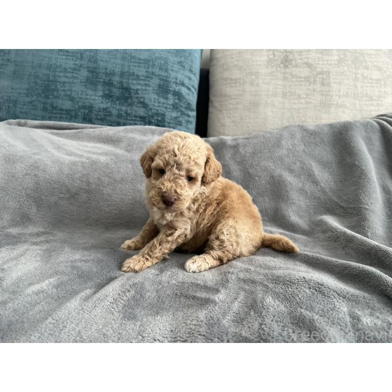 販売中の青森県のミディアムプードル-443703の2枚目