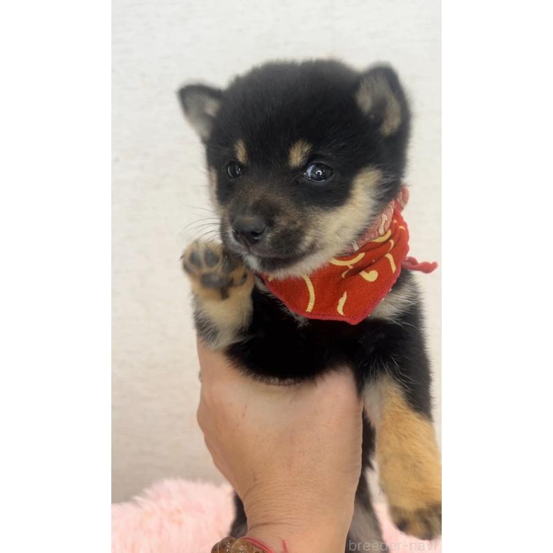 販売中の茨城県の豆柴-443707の5枚目