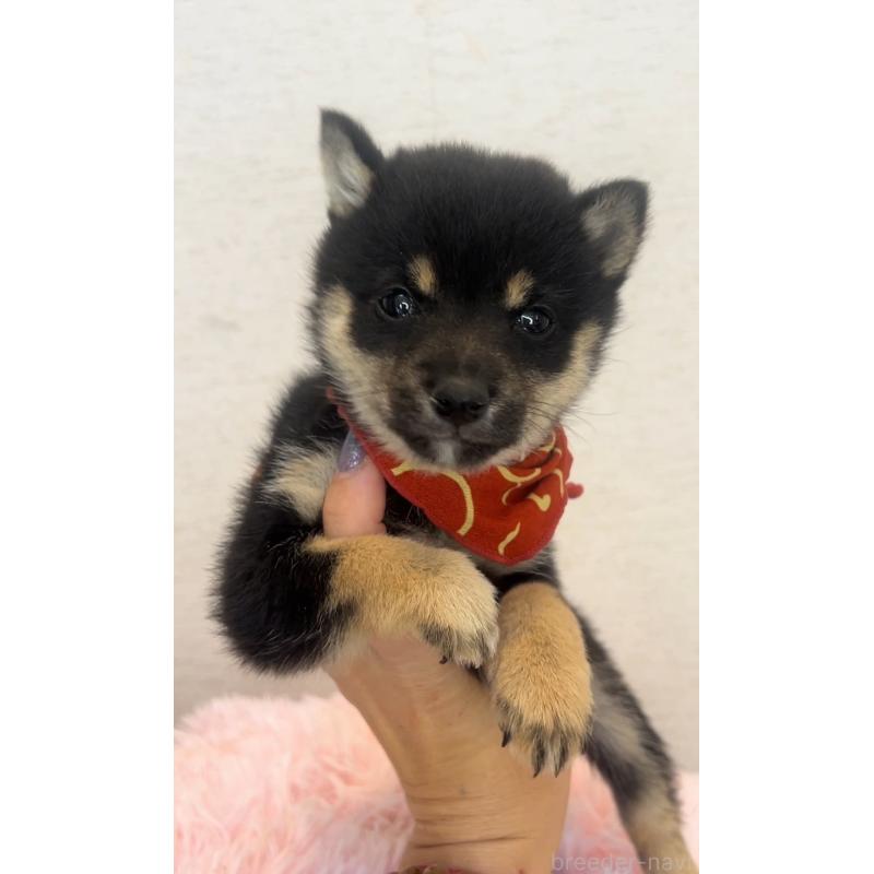 販売中の茨城県の豆柴-443707の4枚目