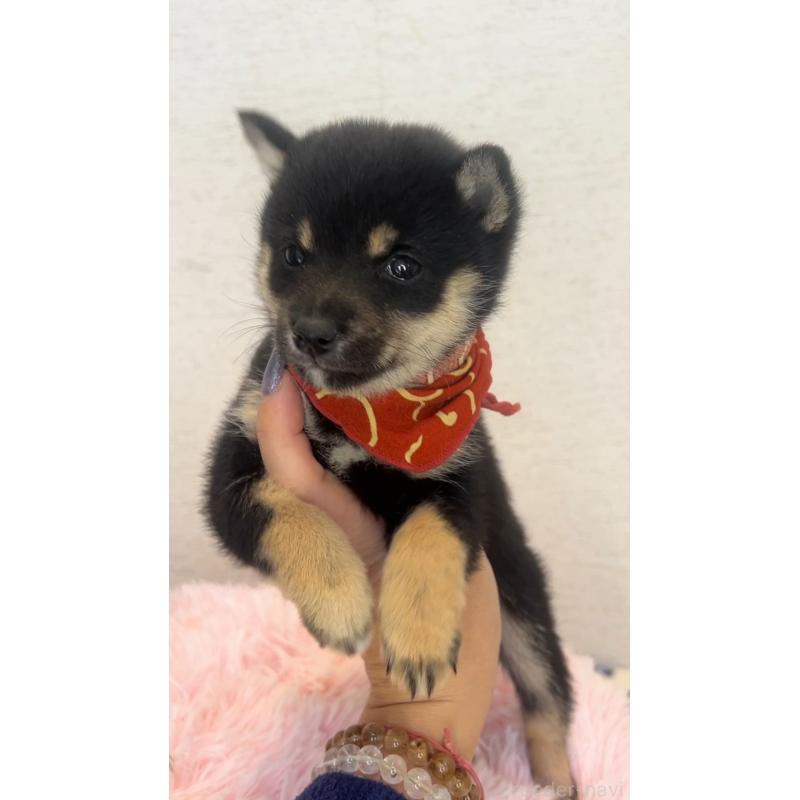 販売中の茨城県の豆柴-443707の3枚目