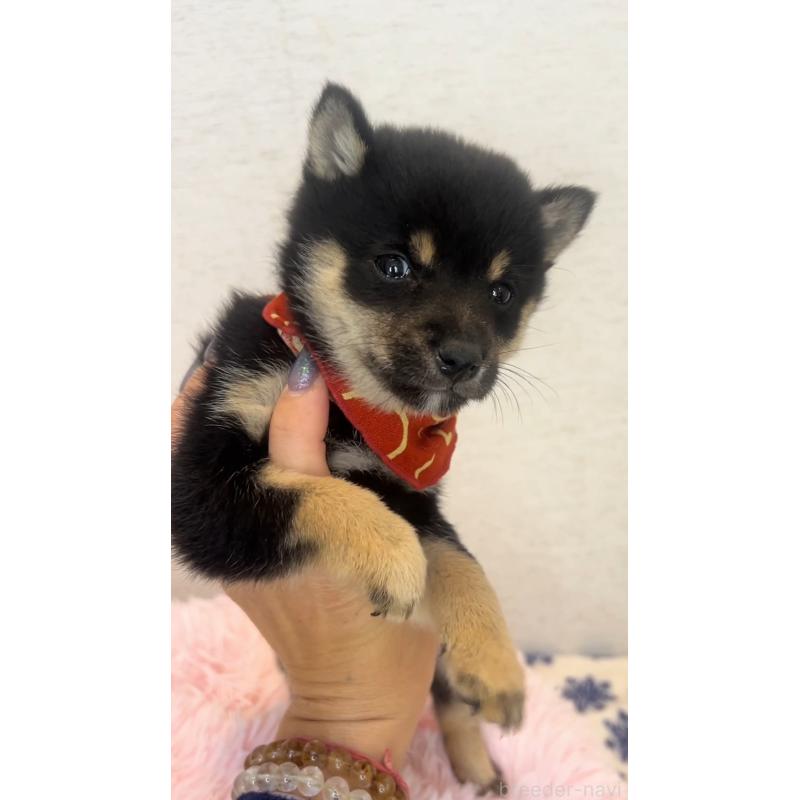 販売中の茨城県の豆柴-443707の2枚目