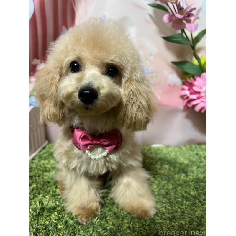 販売中の岡山県のティーカッププードル-428278の5枚目