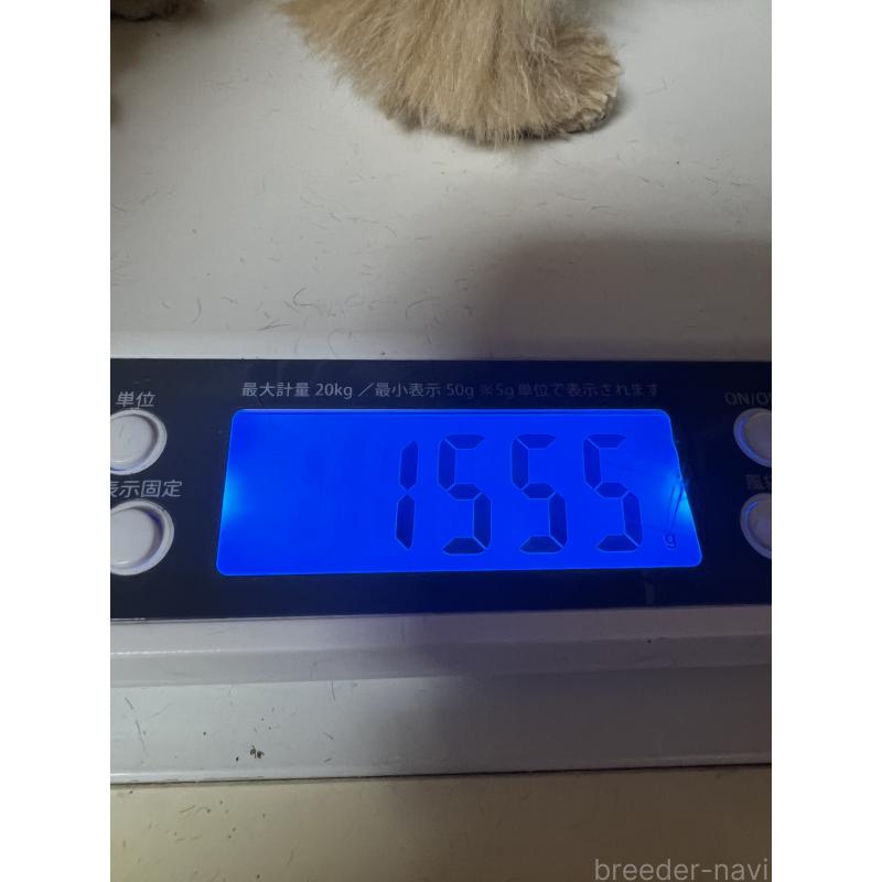 販売中の岡山県のティーカッププードル-428278の3枚目