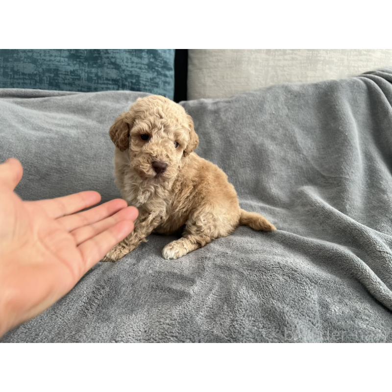 販売中の青森県のミディアムプードル-443706の12枚目