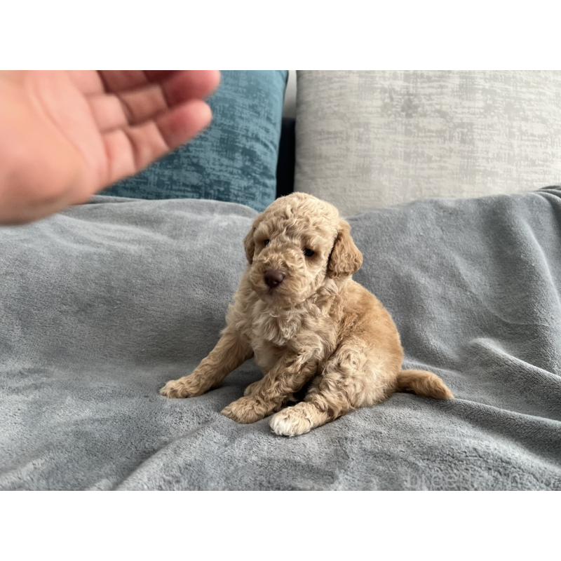 販売中の青森県のミディアムプードル-443706の11枚目