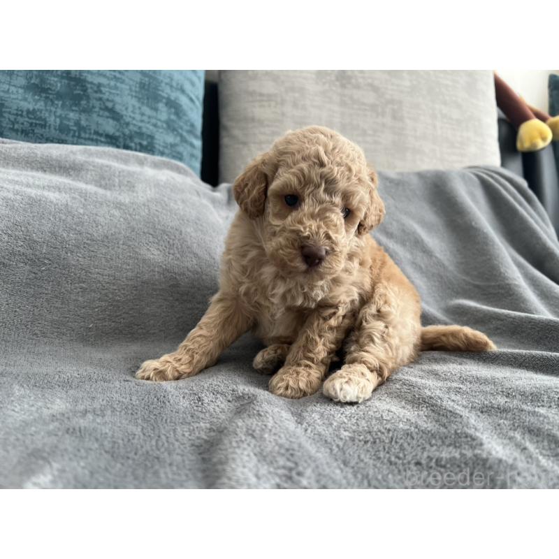 販売中の青森県のミディアムプードル-443706の10枚目