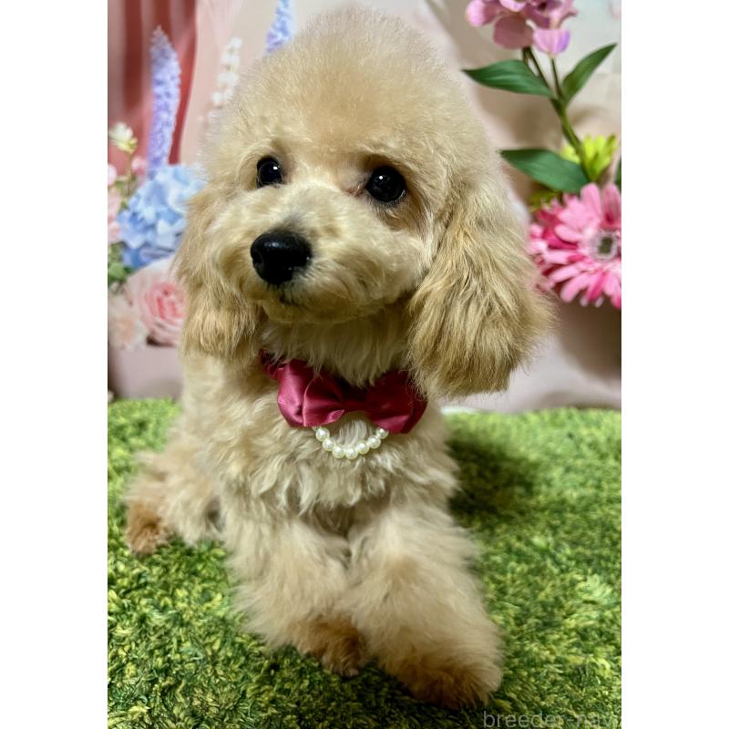 販売中の岡山県のティーカッププードル-428278の2枚目