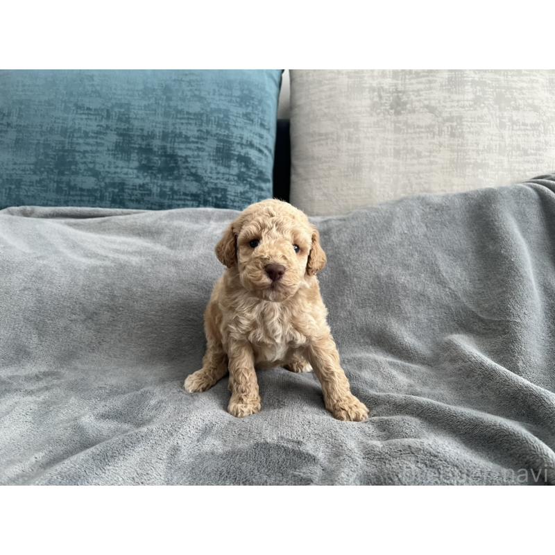 販売中の青森県のミディアムプードル-443706の8枚目