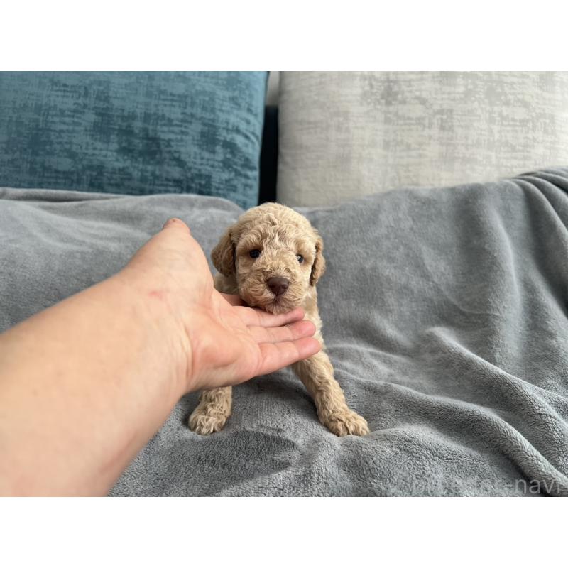 販売中の青森県のミディアムプードル-443706の7枚目