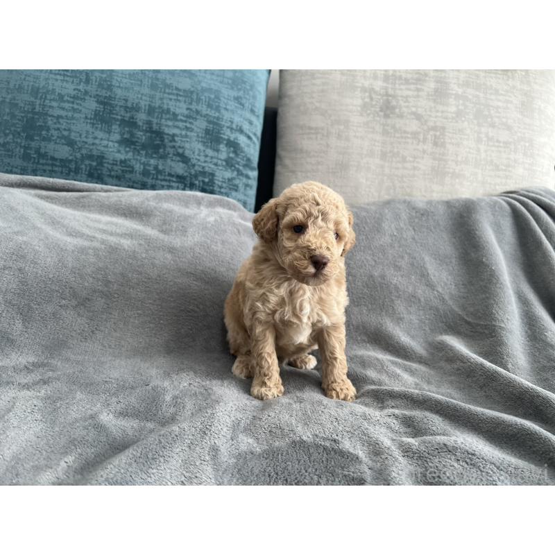 販売中の青森県のミディアムプードル-443706の6枚目