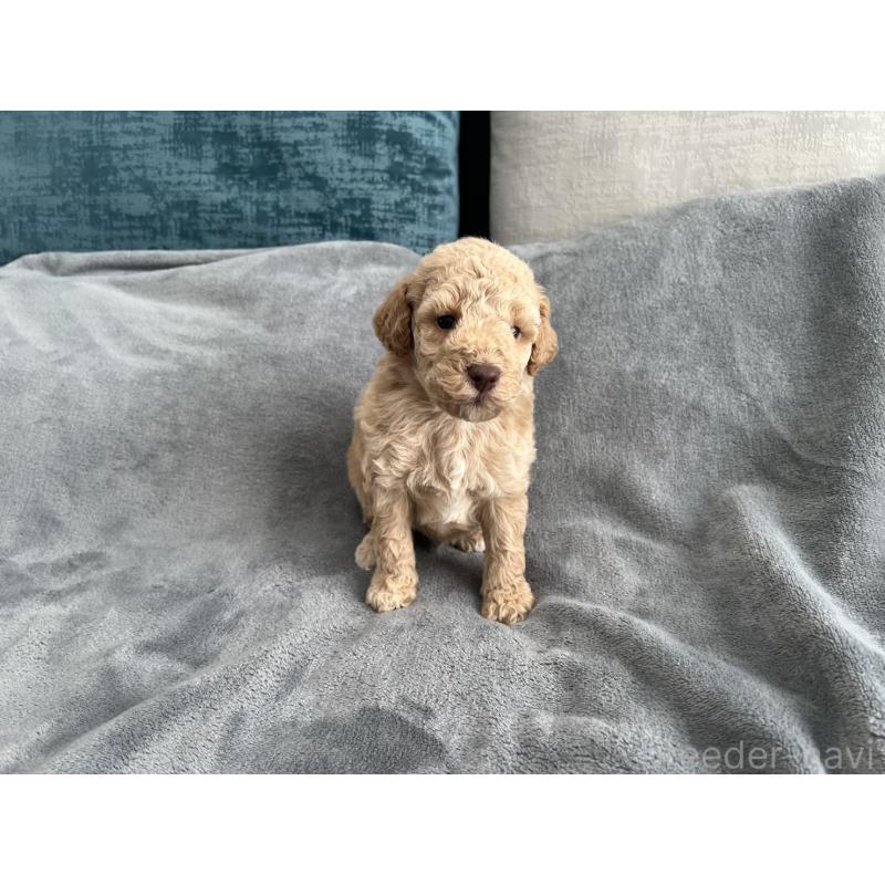 販売中の青森県のミディアムプードル-443706の5枚目