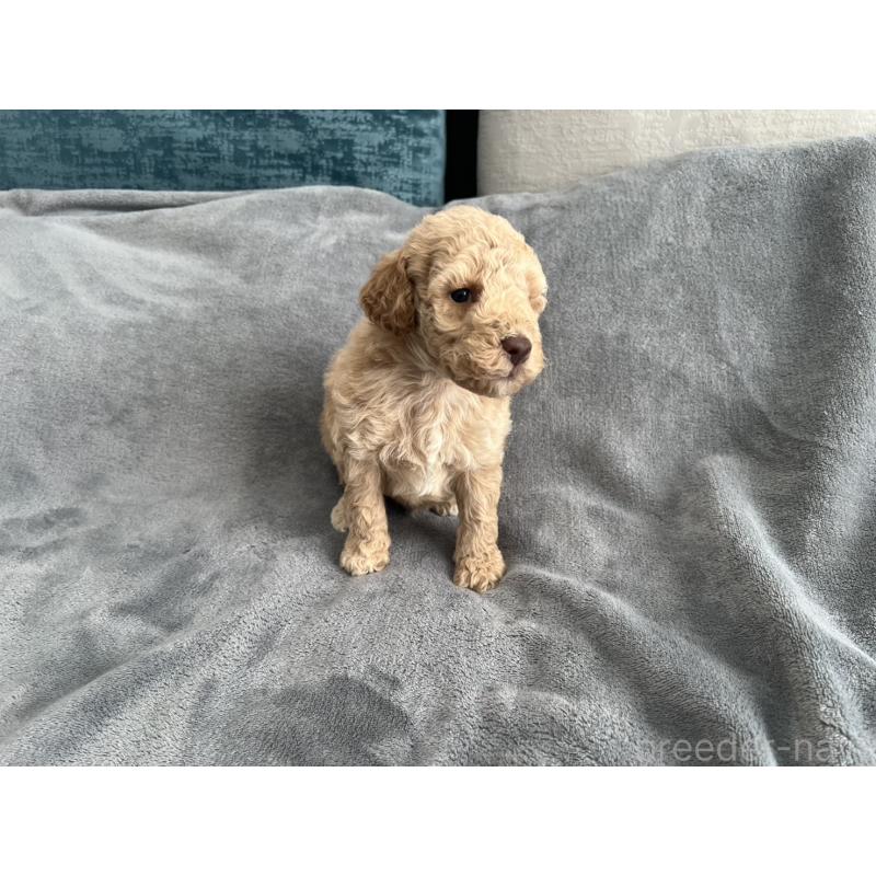 販売中の青森県のミディアムプードル-443706の4枚目