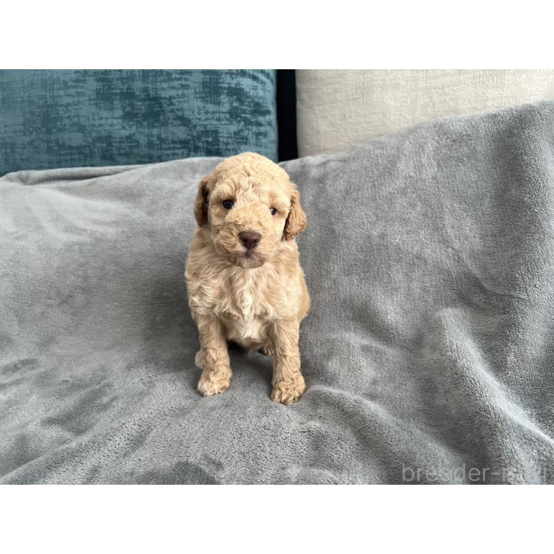 販売中の青森県のミディアムプードル-443706の3枚目