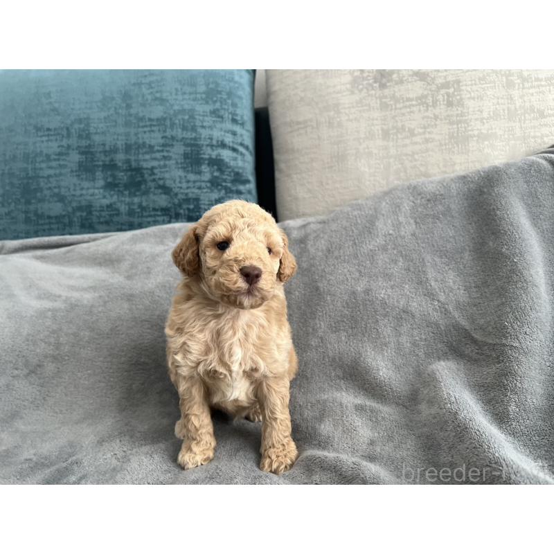 販売中の青森県のミディアムプードル-443706の2枚目