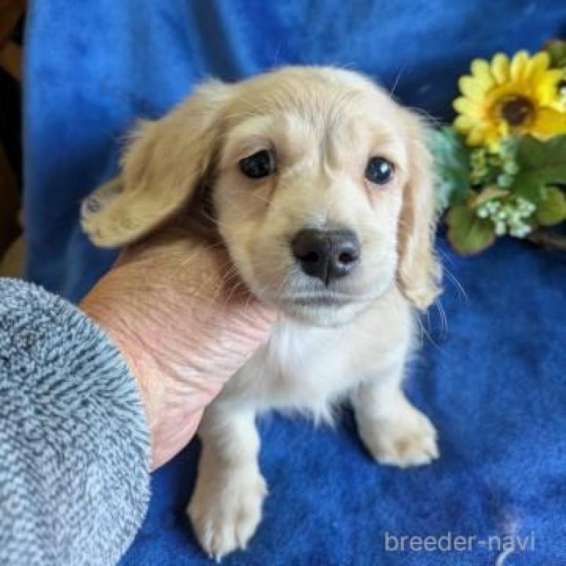 販売中の鹿児島県のカニンヘンダックスフンド(ロングヘアード)-443704の3枚目