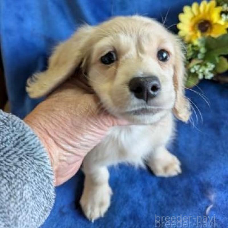 販売中の鹿児島県のカニンヘンダックスフンド(ロングヘアード)-443704の2枚目