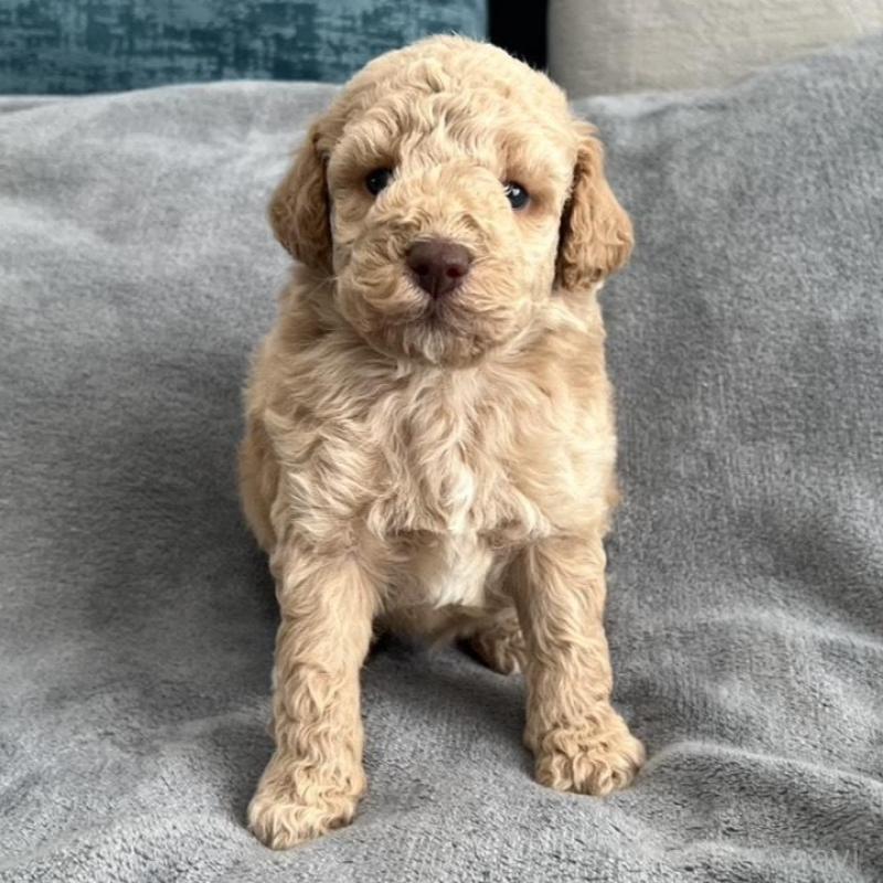 販売中の青森県のミディアムプードル-443706