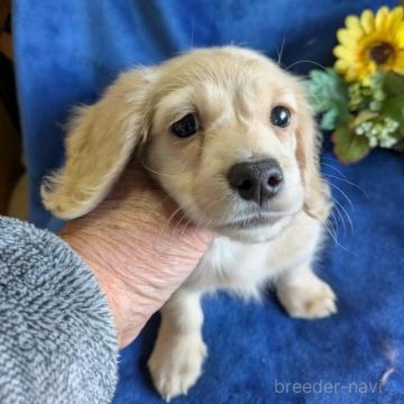 販売中の鹿児島県のカニンヘンダックスフンド(ロングヘアード)-443704の1枚目