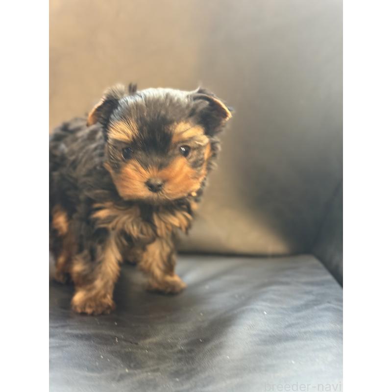 販売中の宮崎県のヨークシャーテリア-441325の5枚目