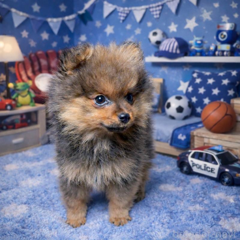 販売中の滋賀県のポメラニアン-444007