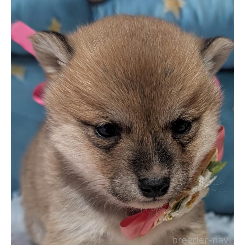 販売中の岡山県の豆柴-444008の6枚目