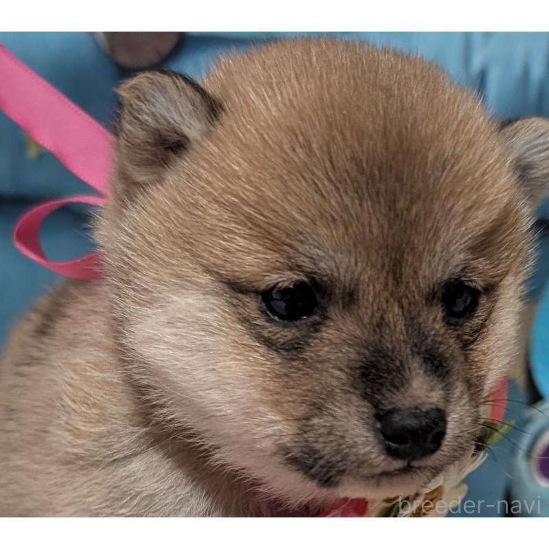 販売中の岡山県の豆柴-444008の5枚目