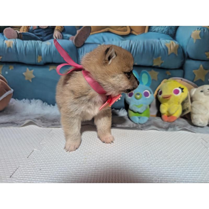 販売中の岡山県の豆柴-444008の4枚目