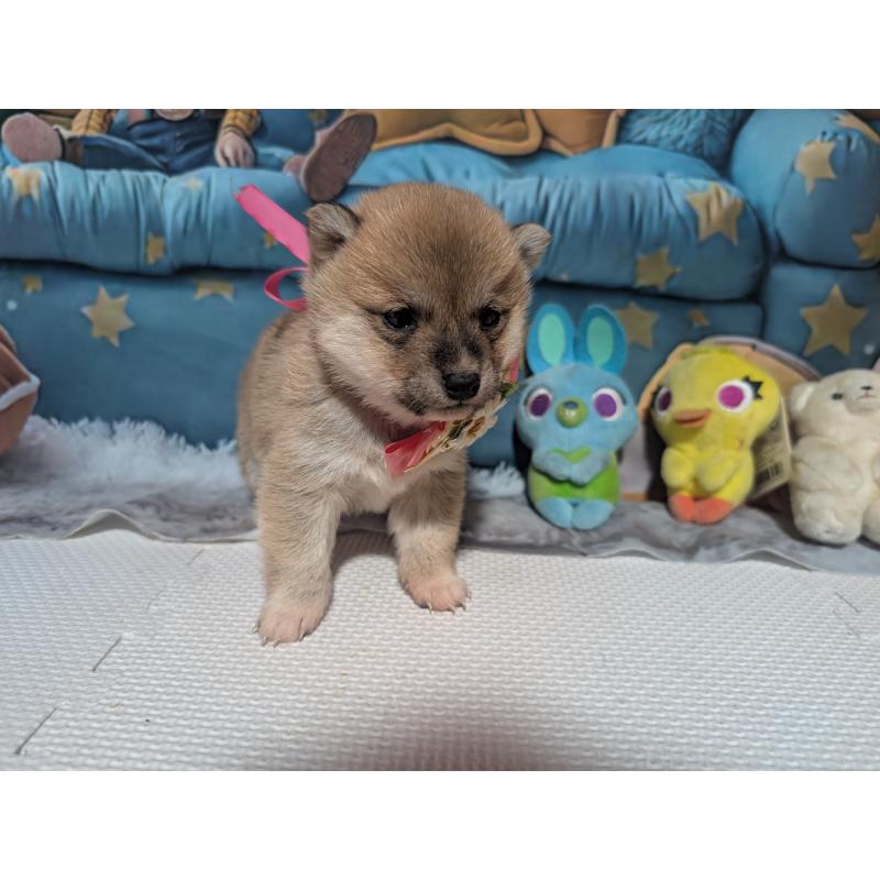 販売中の岡山県の豆柴-444008の3枚目