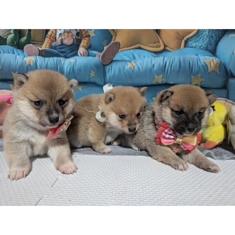 販売中の岡山県の豆柴-444008の2枚目