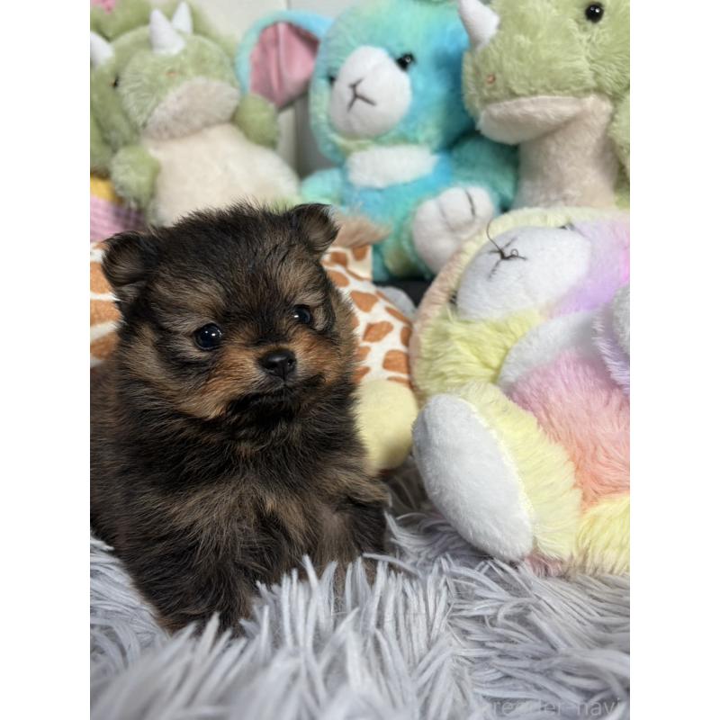 販売中の滋賀県のポメラニアン-444009の8枚目