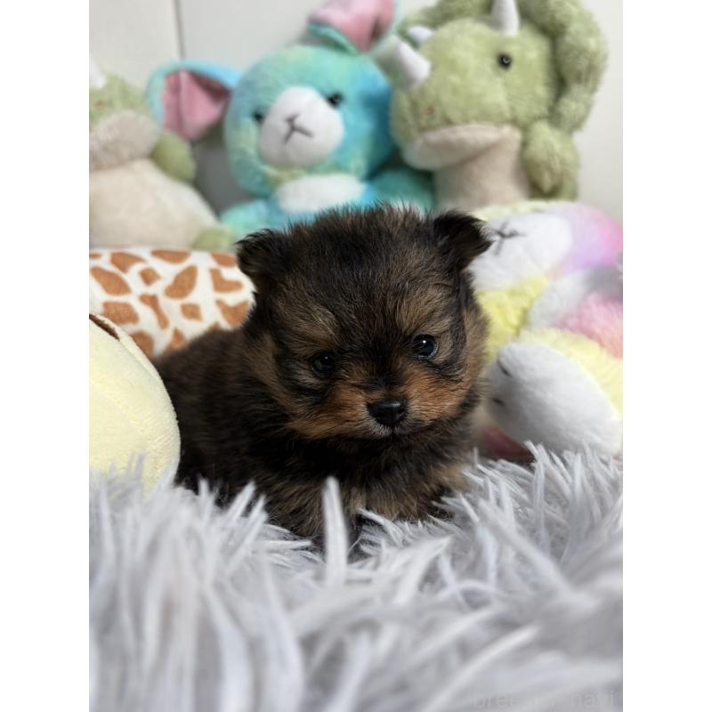 販売中の滋賀県のポメラニアン-444009の7枚目