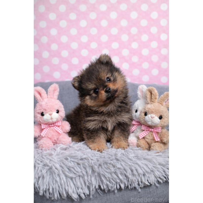 販売中の滋賀県のポメラニアン-444009の6枚目