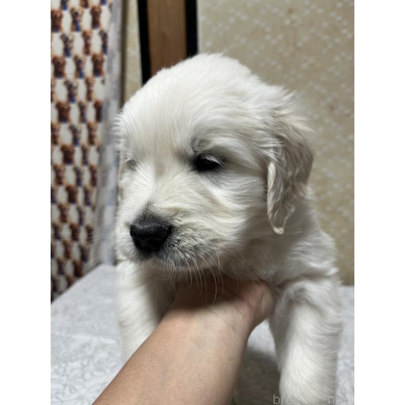 販売中の茨城県のゴールデンレトリーバー-439408の5枚目