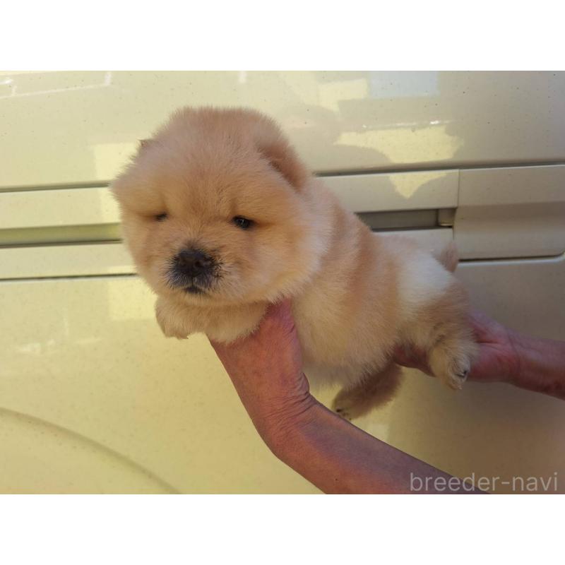 販売中の千葉県のチャウチャウ-444010の4枚目