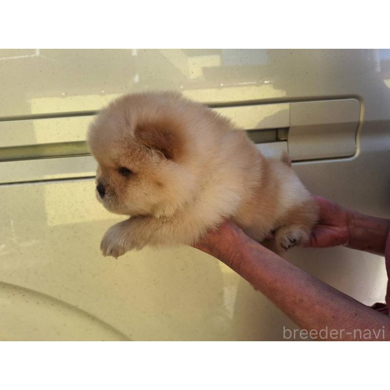 販売中の千葉県のチャウチャウ-444010の3枚目