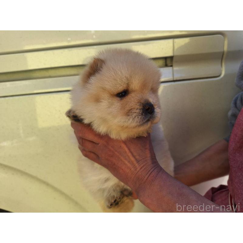 販売中の千葉県のチャウチャウ-444010の2枚目